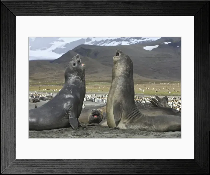 Framed Print : Southern Elephant Seal - combat between two males - Saint Andrew - South Georgia Framed Print : Southern Elephant Seal - combat between two males - Saint Andrew - South Georgia