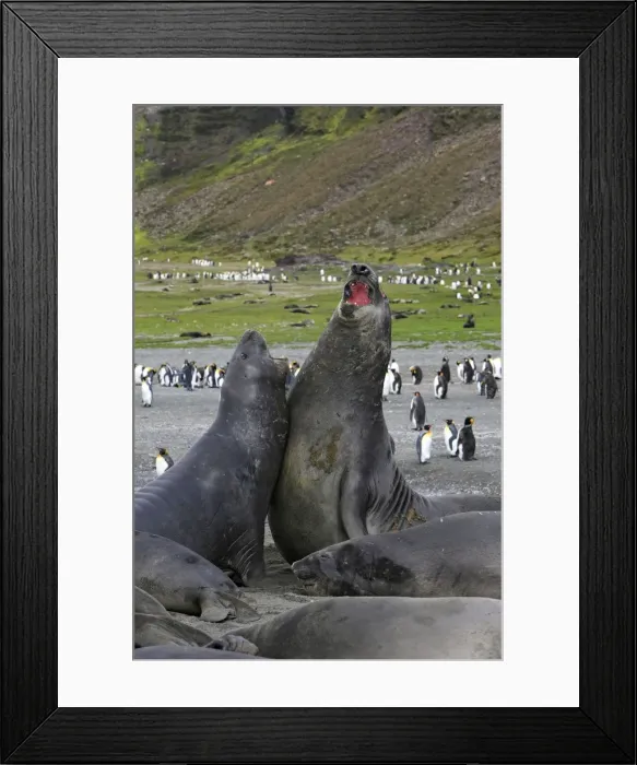 Framed Print : Southern Elephant Seal - combat between two males - Saint Andrew - South Georgia