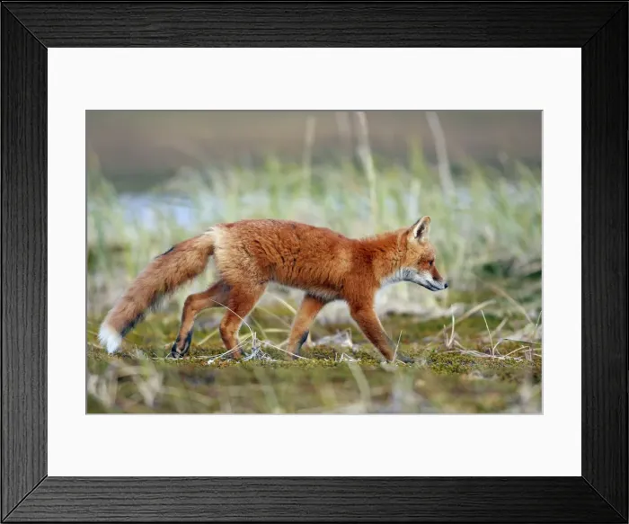 Framed Print : Red Fox - young - Seward Peninsula - Alaska Framed Print : Red Fox - young - Seward Peninsula - Alaska