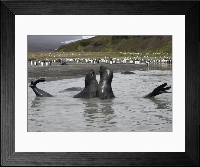 Framed Print : Southern Elephant Seal - combat between two males - Saint Andrew - South Georgia Framed Print : Southern Elephant Seal - combat between two males - Saint Andrew - South Georgia