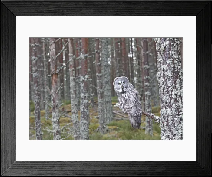 Framed Print : Great Grey Owl - perched on branch Framed Print : Great Grey Owl - perched on branch