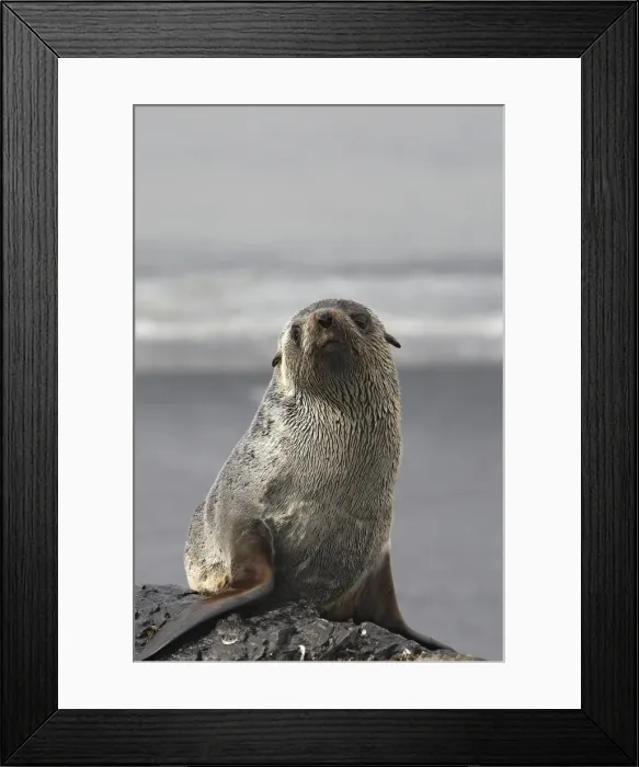 Framed Print : Antarctic Fur Seal - Saint Andrew - South Georgia Framed Print : Antarctic Fur Seal - Saint Andrew - South Georgia