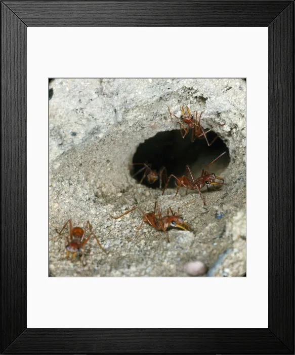 Framed Print : Australian Bull Dog Ants - at nest Framed Print : Australian Bull Dog Ants - at nest