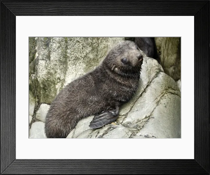 Framed Print : Antarctic Fur Seal - Elsehul Bay - South Georgia Framed Print : Antarctic Fur Seal - Elsehul Bay - South Georgia