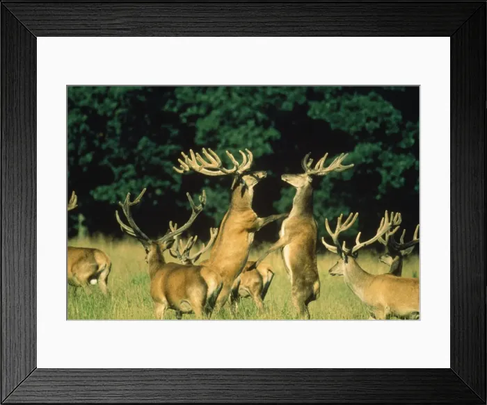 Framed Print : Red Deer - stags fighting Framed Print : Red Deer - stags fighting