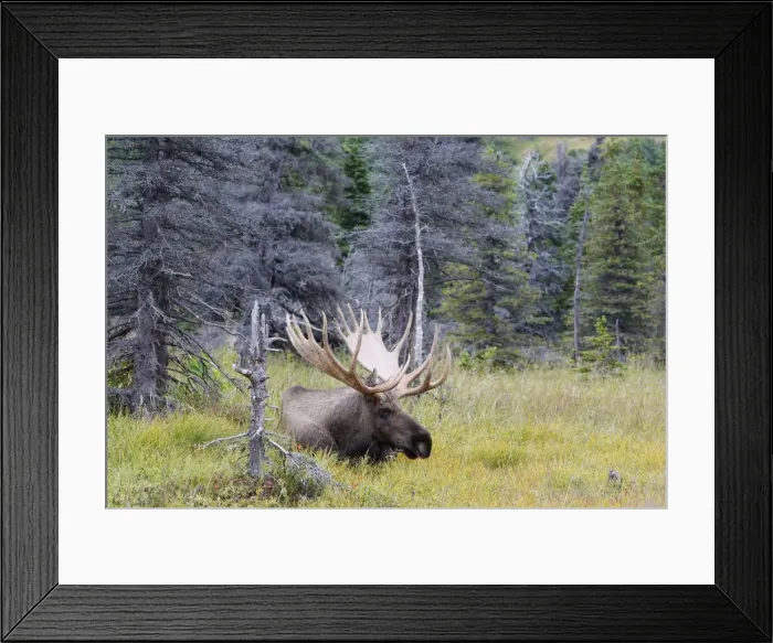 Framed Print : Moose - male 5-7 years old Framed Print : Moose - male 5-7 years old