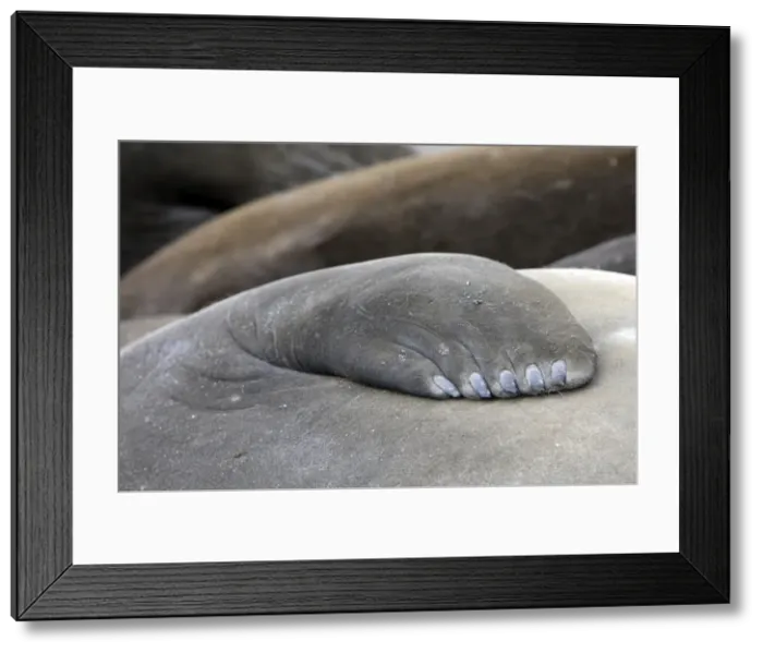 Framed Print : Southern Elephant Seal - close-up - Saint Andrew - South Georgia Framed Print : Southern Elephant Seal - close-up - Saint Andrew - South Georgia