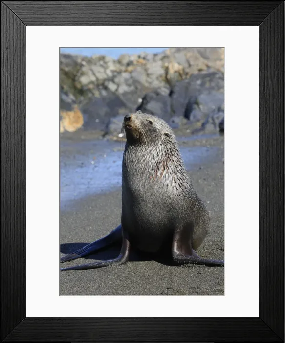 Framed Print : Antarctic Fur Seal - Fortuna bay - South Georgia Framed Print : Antarctic Fur Seal - Fortuna bay - South Georgia
