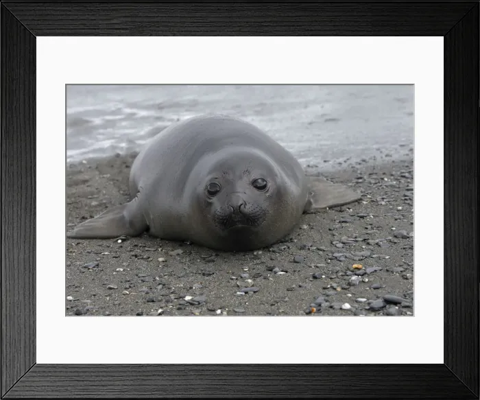 Framed Print : Southern Elephant Seal - Salisbury plains - South Georgia