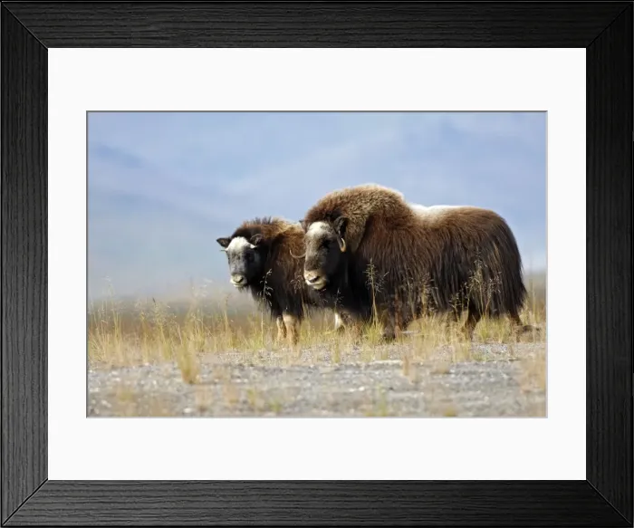 Framed Print : Muskox - Nome - Seward peninsula - Alaska Framed Print : Muskox - Nome - Seward peninsula - Alaska