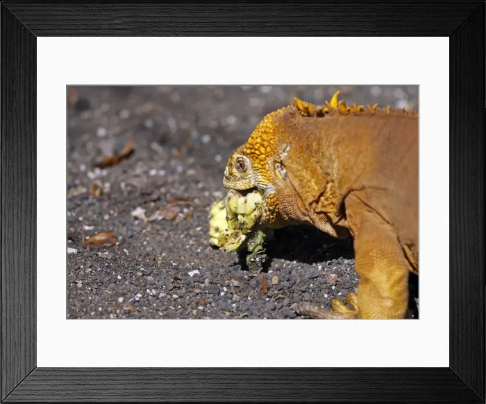 Framed Print : Galapagos Land Iguana - eating a cactus fruit - Santa Cruz Island - Galapagos