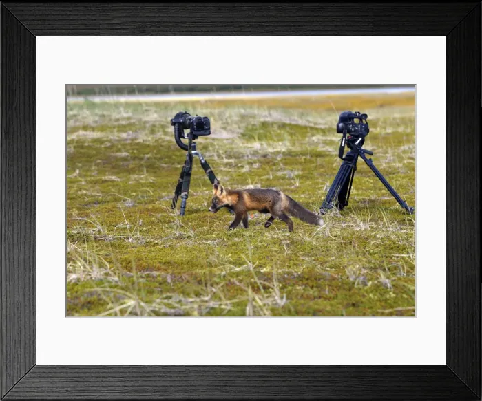 Framed Print : Red Fox - young - dark phase - Seward Peninsula - Alaska Framed Print : Red Fox - young - dark phase - Seward Peninsula - Alaska