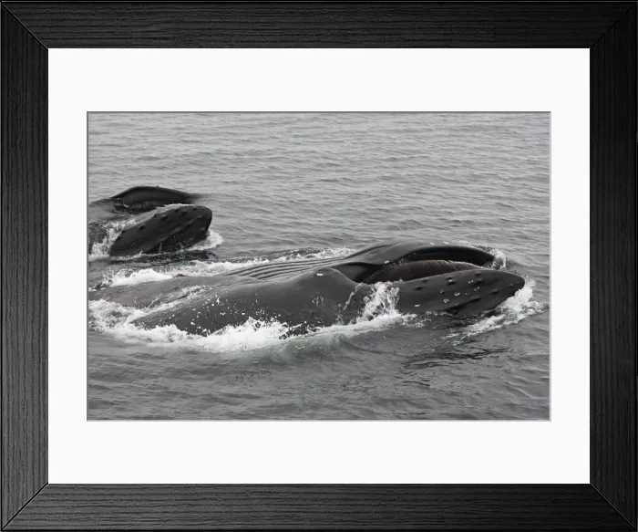 Framed Print : Humpback Whale - Surface feeding - Mouth open with lateral lunge - Expandable throat grooves - inside Passage - Alaska Framed Print : Humpback Whale - Surface feeding - Mouth open with lateral lunge - Expandable throat grooves - inside Passage - Alaska