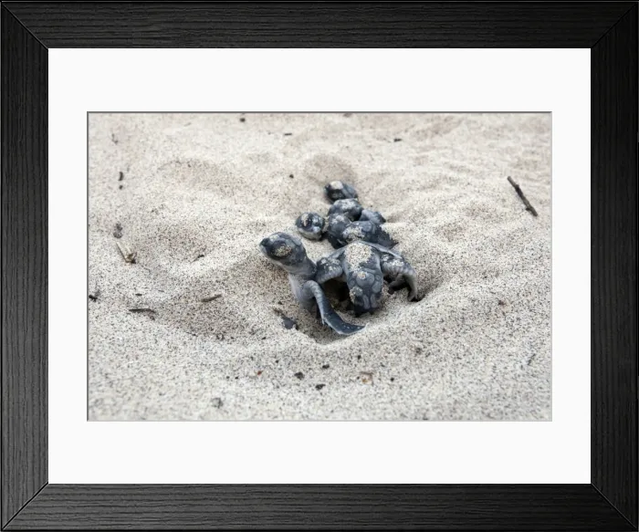Framed Print : Green sea turtle - hatchlings - Santiago island - Galapagos islands Framed Print : Green sea turtle - hatchlings - Santiago island - Galapagos islands