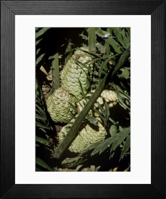 Framed Print : Cycad - cones Framed Print : Cycad - cones
