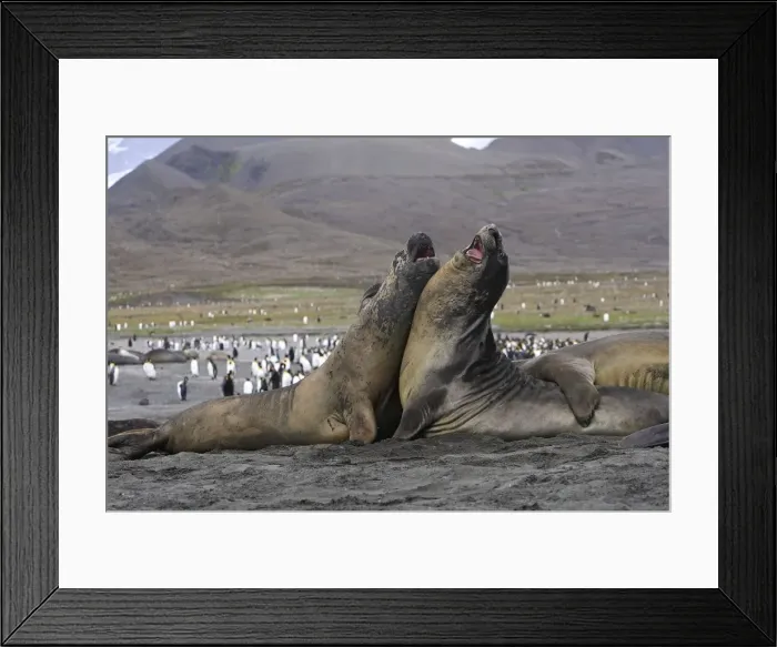 Framed Print : Southern Elephant Seal - combat between two males - Saint Andrew - South Georgia Framed Print : Southern Elephant Seal - combat between two males - Saint Andrew - South Georgia