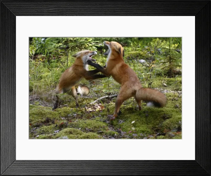 Framed Print : Red Fox - young - fighting Framed Print : Red Fox - young - fighting