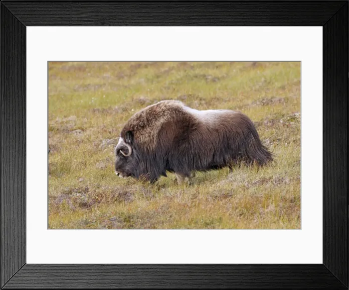 Framed Print : Muskox - Nome - Seward peninsula - Alaska Framed Print : Muskox - Nome - Seward peninsula - Alaska