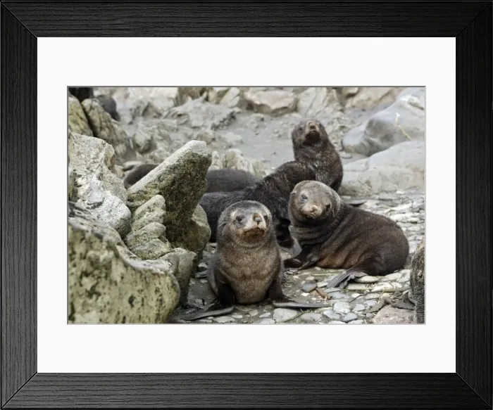 Framed Print : Antarctic Fur Seal - Elsehul Bay - South Georgia Framed Print : Antarctic Fur Seal - Elsehul Bay - South Georgia