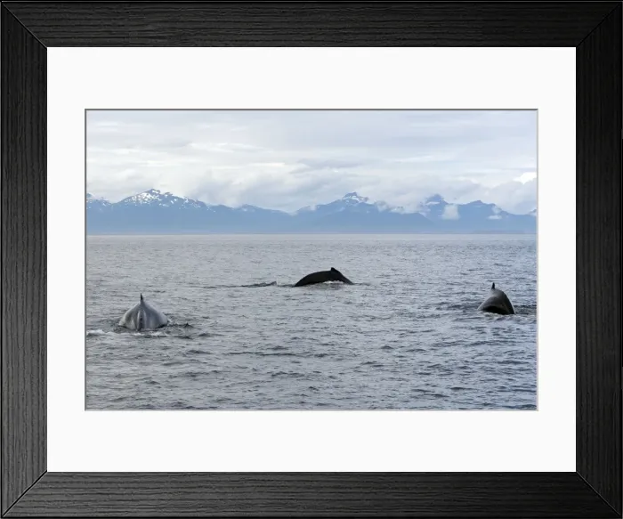 Framed Print : Humpback Whale - inside Passage - Alaska Framed Print : Humpback Whale - inside Passage - Alaska