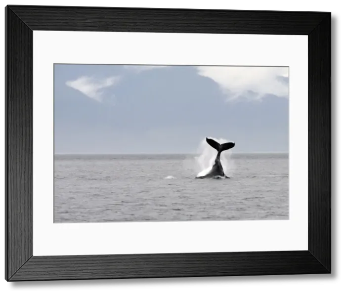 Framed Print : Humpback Whale - tail slapping - Inside Passage - Alaska Framed Print : Humpback Whale - tail slapping - Inside Passage - Alaska