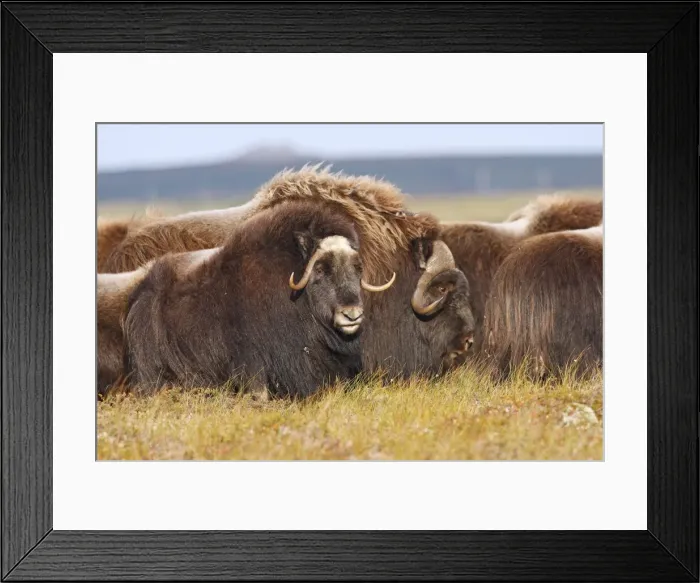 Framed Print : Muskox - Nome - Seward peninsula - Alaska Framed Print : Muskox - Nome - Seward peninsula - Alaska