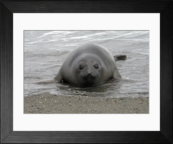 Framed Print : Southern Elephant Seal - Salisbury plains - South Georgia Framed Print : Southern Elephant Seal - Salisbury plains - South Georgia