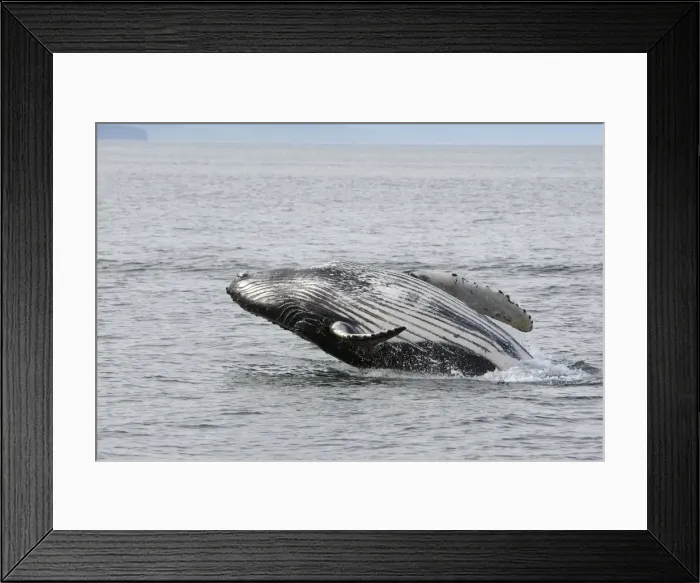 Framed Print : Humpback Whale - Breaching - The whale is leaping into the air rotating and landing on its back or side to create a chin-slap - inside Passage - Alaska Framed Print : Humpback Whale - Breaching - The whale is leaping into the air rotating and landing on its back or side to create a chin-slap - inside Passage - Alaska