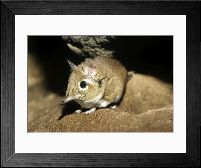 Framed Print : Rufous Elephant-shrew Framed Print : Rufous Elephant-shrew