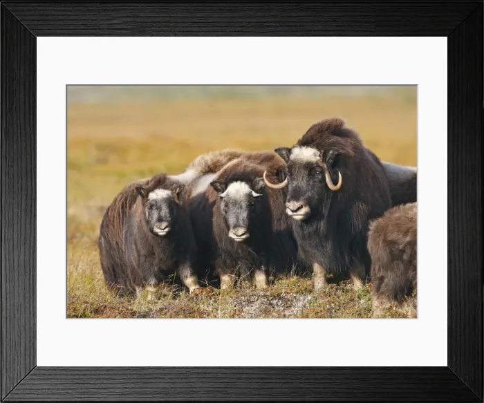 Framed Print : Muskox - Nome - Seward peninsula - Alaska Framed Print : Muskox - Nome - Seward peninsula - Alaska
