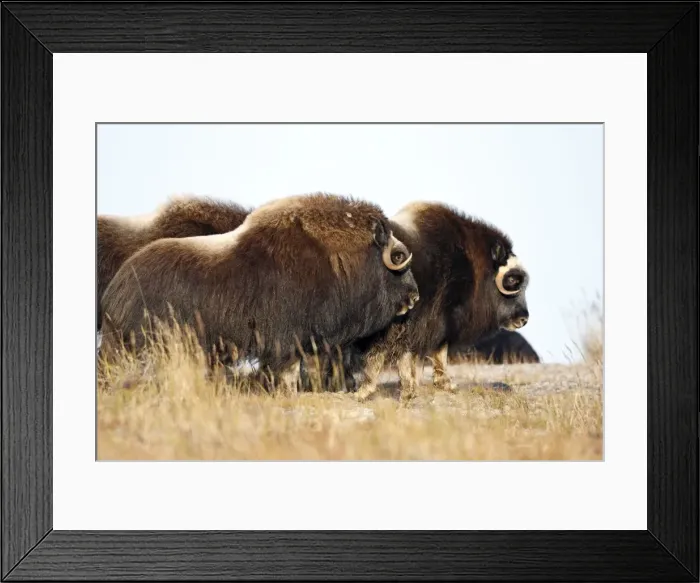 Framed Print : Muskox - Nome - Alaska Framed Print : Muskox - Nome - Alaska