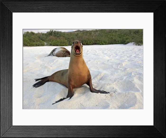 Framed Print : Galapagos Sea Lion - Espanola Island - Galapagos Islands Framed Print : Galapagos Sea Lion - Espanola Island - Galapagos Islands