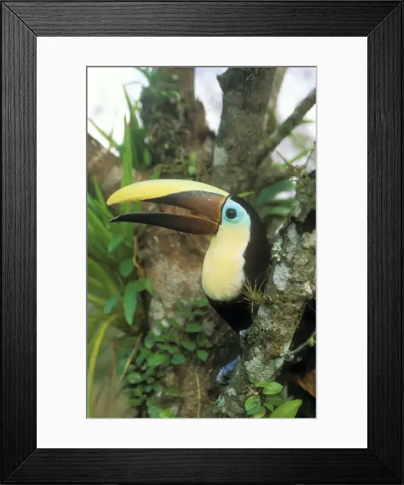 Framed Print : Chestnut-mandibled Toucan WAT 7540 Ramphastos swainsonii © M. Watson / ardea. com Framed Print : Chestnut-mandibled Toucan WAT 7540 Ramphastos swainsonii © M. Watson / ardea. com