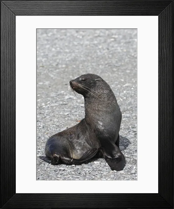Framed Print : Antarctic Fur Seal - Elsehul - South Georgia Framed Print : Antarctic Fur Seal - Elsehul - South Georgia