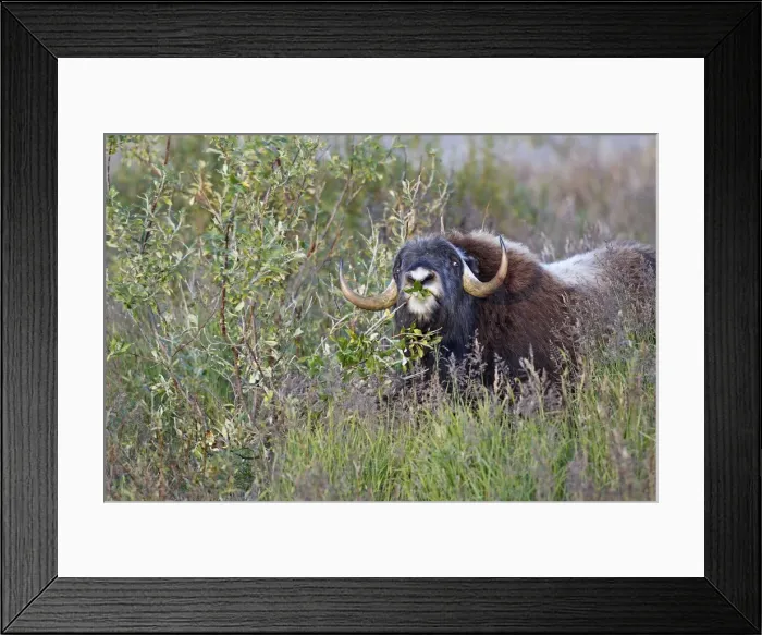 Framed Print : Muskox - eating willow - Nome - Alaska Framed Print : Muskox - eating willow - Nome - Alaska