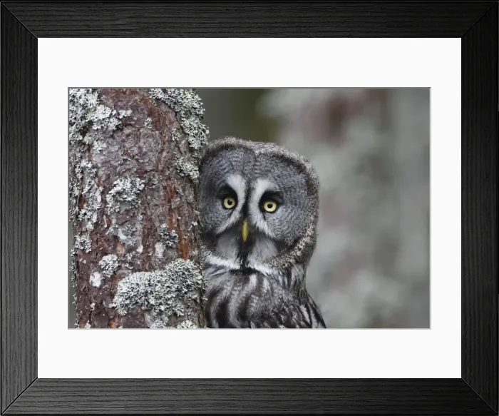 Framed Print : Great Grey Owl - by tree Framed Print : Great Grey Owl - by tree