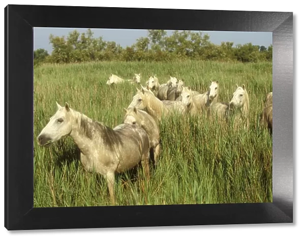 Camargue Horses WAT 6841 Portrait, herd in reeds, France. © M. Watson  /  ardea. com