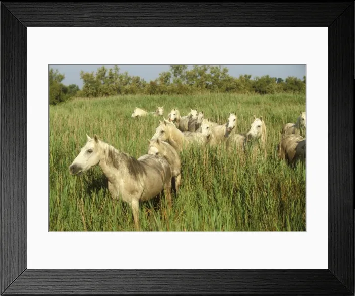 Framed Print : Camargue Horses WAT 6841 Portrait, herd in reeds, France. © M. Watson / ardea. com Framed Print : Camargue Horses WAT 6841 Portrait, herd in reeds, France. © M. Watson / ardea. com