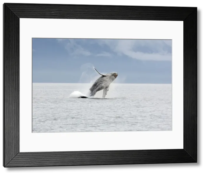 Framed Print : Humpback whale - Breaching - The whale is leaping into the air rotating and landing on its back or side to create a chin-slap - inside Passage - Alaska Framed Print : Humpback whale - Breaching - The whale is leaping into the air rotating and landing on its back or side to create a chin-slap - inside Passage - Alaska