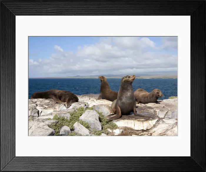 Framed Print : Galapagos Sea Lion - Plaza Island - Galapagos Islands Framed Print : Galapagos Sea Lion - Plaza Island - Galapagos Islands