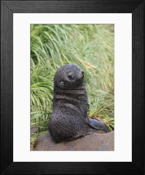 Framed Print : Antarctic Fur Seal - Prion Island - South Geotgia Framed Print : Antarctic Fur Seal - Prion Island - South Geotgia