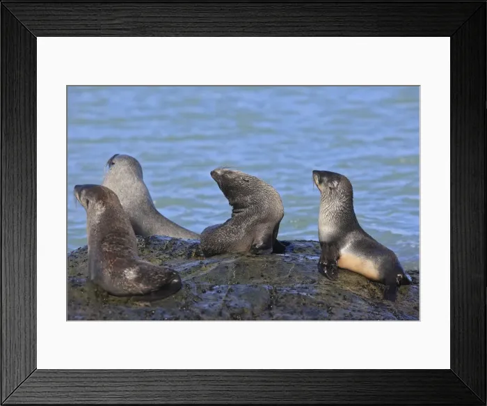 Framed Print : Antarctic Fur Seal - Fortuna bay - South Georgia Framed Print : Antarctic Fur Seal - Fortuna bay - South Georgia