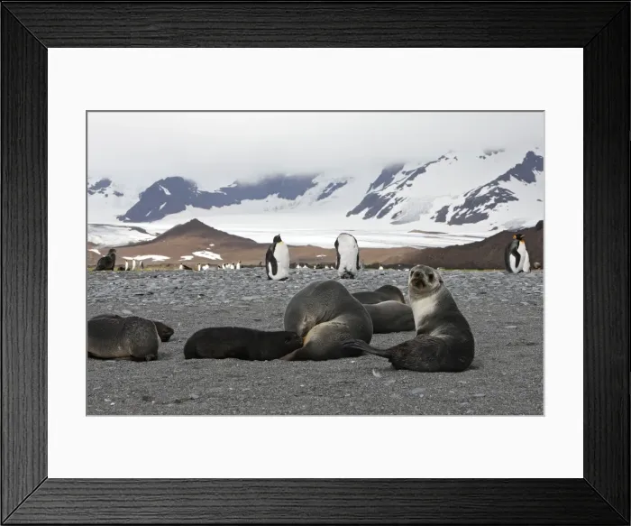 Framed Print : Antarctic Fur Seal - Elsehul - South Georgia Framed Print : Antarctic Fur Seal - Elsehul - South Georgia
