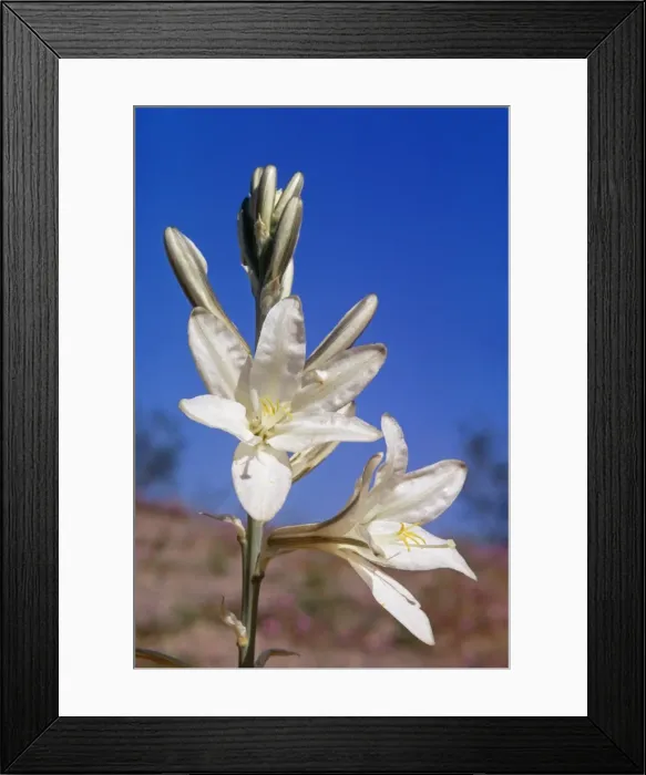 Framed Print : Desert Lily WW 41 Hesperocallis undulata © Wardene Weisser / ardea. com Framed Print : Desert Lily WW 41 Hesperocallis undulata © Wardene Weisser / ardea. com