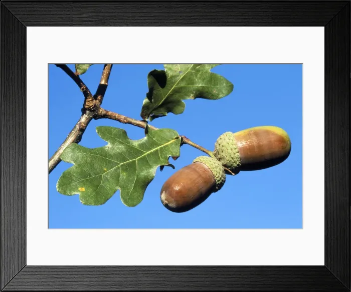 Framed Print : Acorns - on Oak tree Framed Print : Acorns - on Oak tree