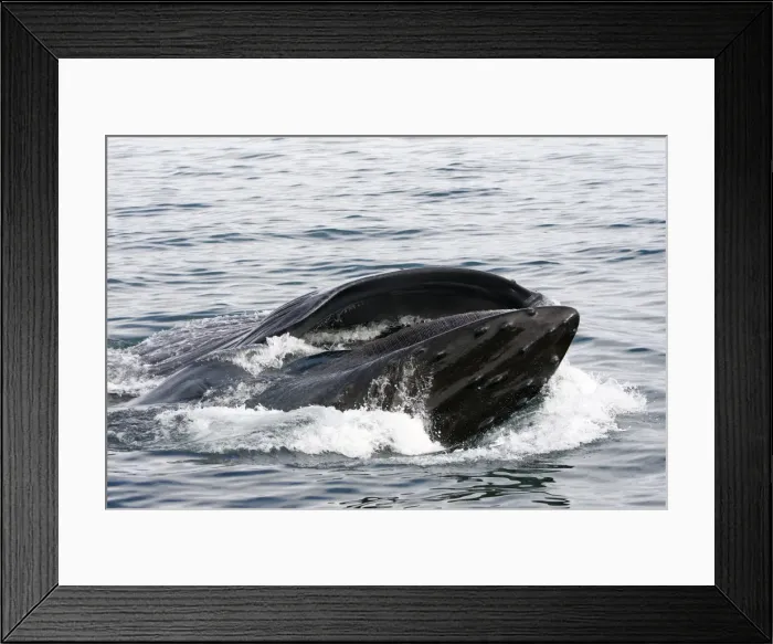 Framed Print : Humpback Whale - Surface feeding - Mouth open with lateral lunge - Expandable throat grooves - inside Passage - Alaska Framed Print : Humpback Whale - Surface feeding - Mouth open with lateral lunge - Expandable throat grooves - inside Passage - Alaska