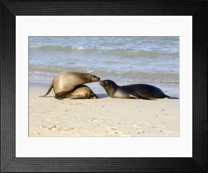 Framed Print : Galapagos Sea Lion - Santa Fe Island - Galapagos Islands Framed Print : Galapagos Sea Lion - Santa Fe Island - Galapagos Islands