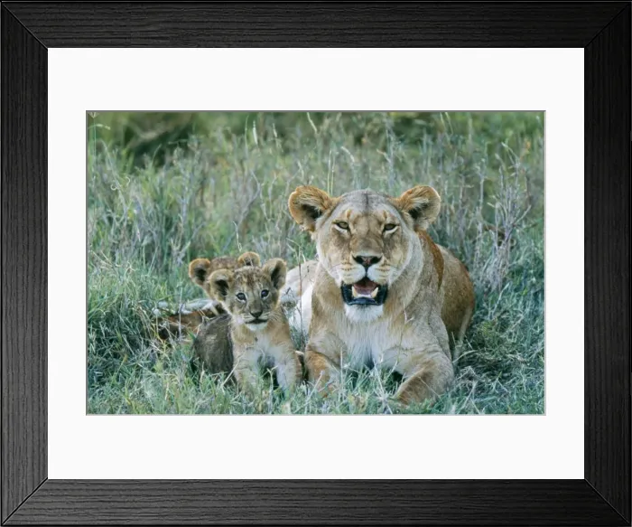 Framed Print : Lions WAT 6016 Lioness with cubs Panthera leo © M. Watson  /  ardea. com