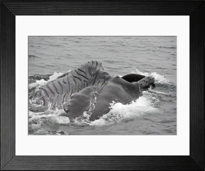 Framed Print : Humpback Whale - Surface feeding - Mouth open with lateral lunge - Expandable throat grooves - inside Passage - Alaska Framed Print : Humpback Whale - Surface feeding - Mouth open with lateral lunge - Expandable throat grooves - inside Passage - Alaska