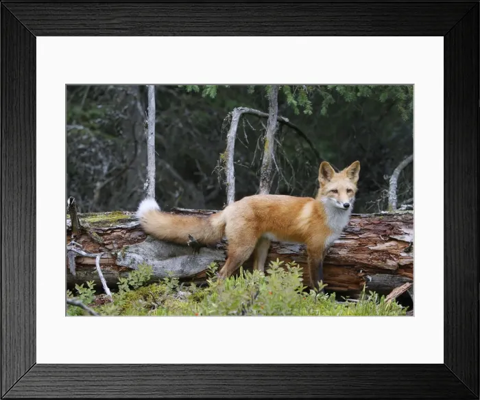 Framed Print : Red Fox - young Framed Print : Red Fox - young